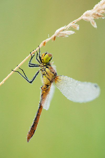 Bloedrode heidelibel (Sympetrum sanguineum) onder de dauw