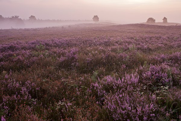 Bloeiende heide