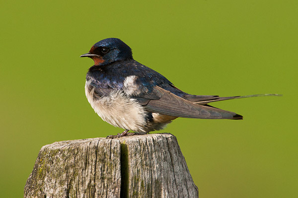 Boerenzwaluw (Hirundo rustica) 