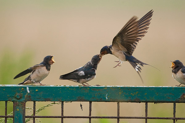 Jonge boerenzwaluwen (Hirundo rustica) worden gevoerd