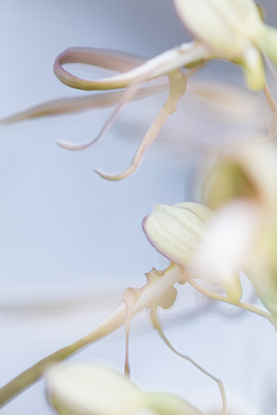 Bokkenorchis (Himantoglossum hircinum) close-up