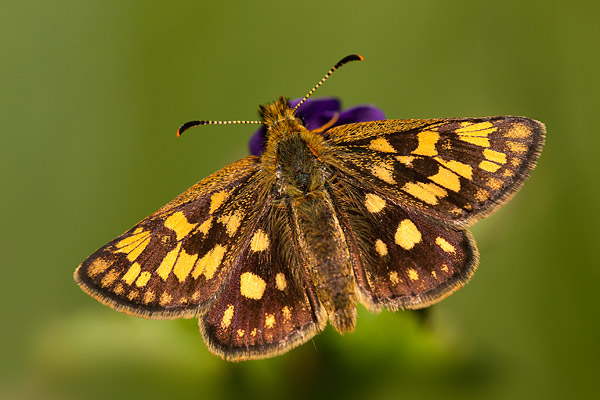 Bont dikkopje(Carterocephalus palaemon) met de vleugels open