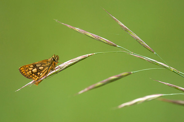 Bont dikkopje (Carterocephalus palaemon) 