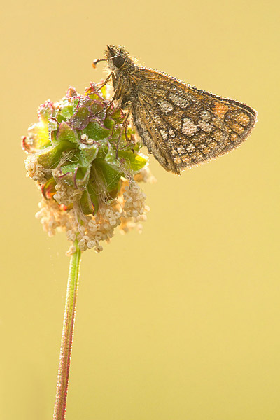 Bont dikkopje (Carterocephalus palaemon) 