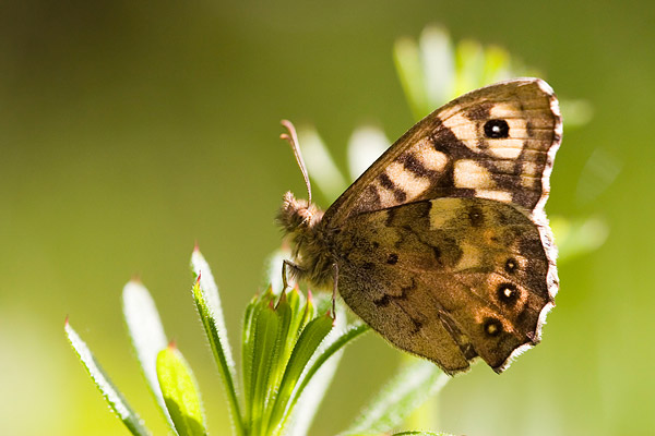 bont zandoogje (Pararge Aegeria)