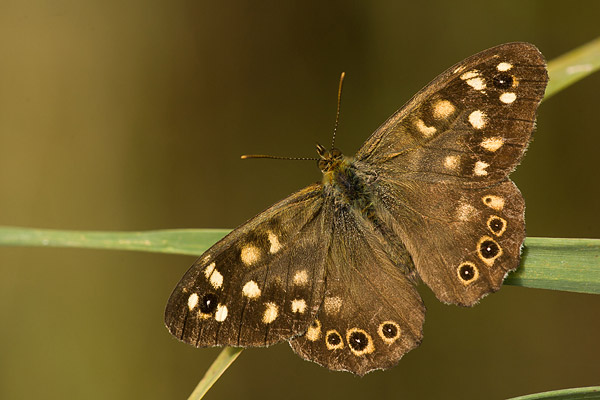 Bont zandoogje (Pararge aegeria) 