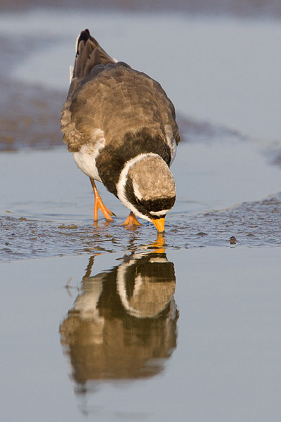 Bontbekplevier (Charadrius hiaticula) met reflectie