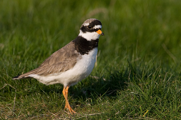 Bontbekplevier (Charadrius hiaticula) 