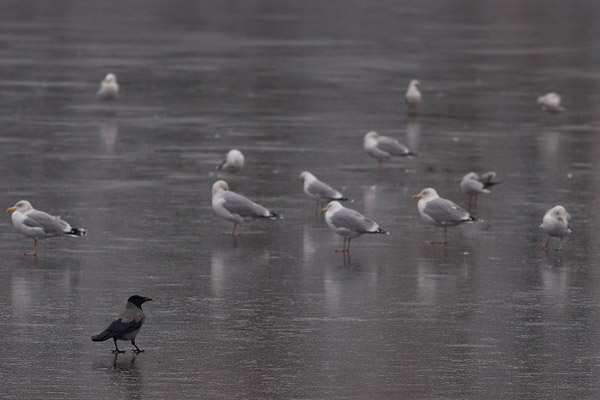 Bonte kraai (Corvus cornix) op het ijs