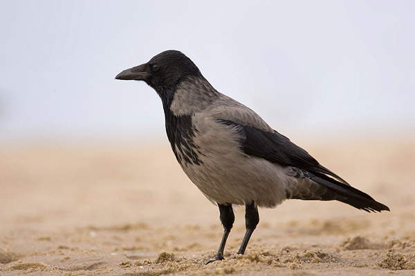 Bonte kraai (Corvus cornix) op het strand