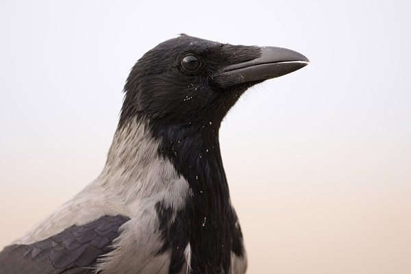 Bonte kraai (Corvus cornix) kopportret