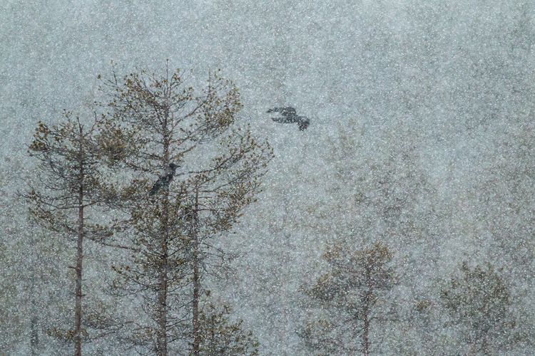 Bonte kraai in sneeuwstorm