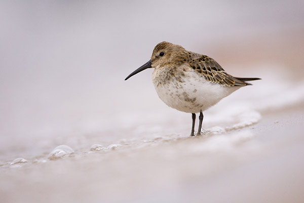 Bonte strandloper (Calidris alpina) 