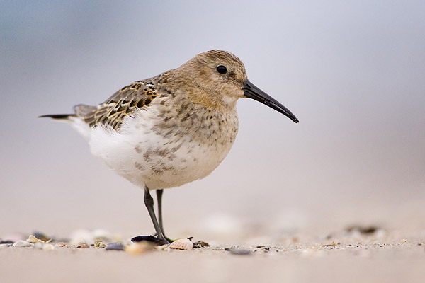 Bonte strandloper (Calidris alpina) 