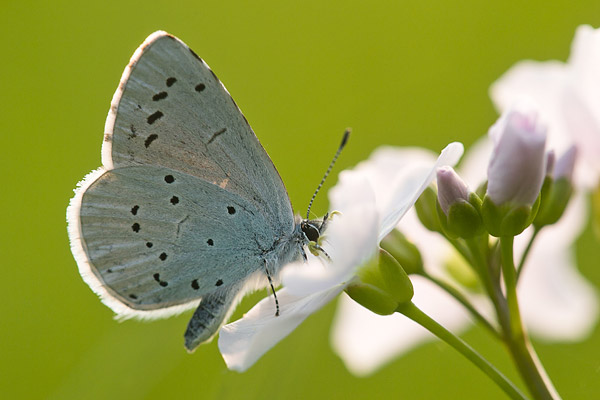 Boomblauwtje (Celastrina argiolus) op pinksterbloem