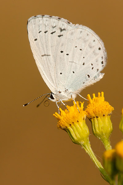 Boomblauwtje (Celastrina argiolus) 