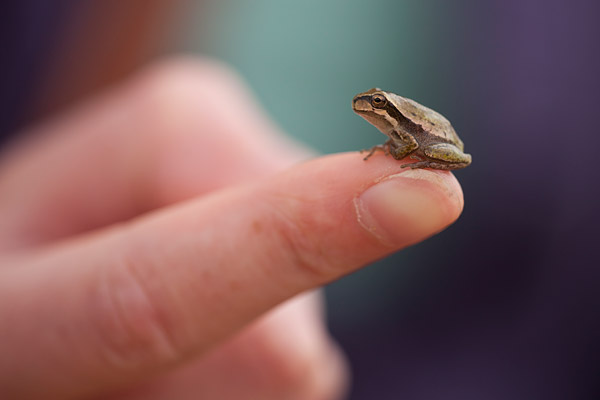 Boomikkertje op de vinger