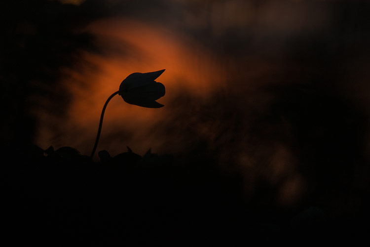 Silhouet van een gesloten Bosanemoon (Anemone nemorosa) 