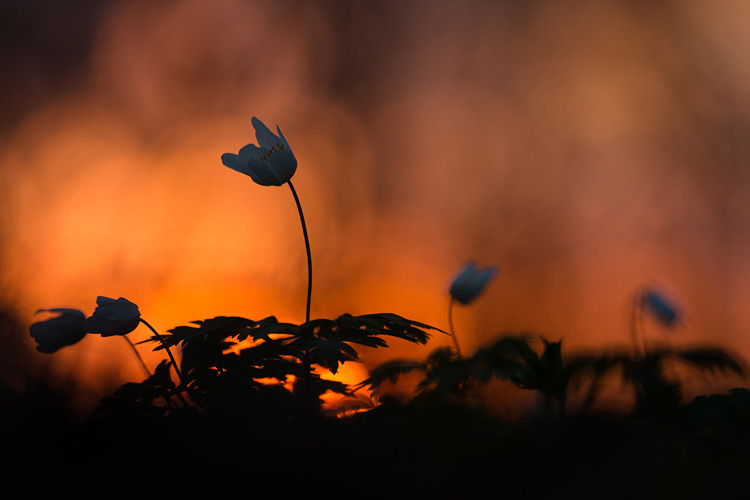 Bosanemonen bij zonsondergang