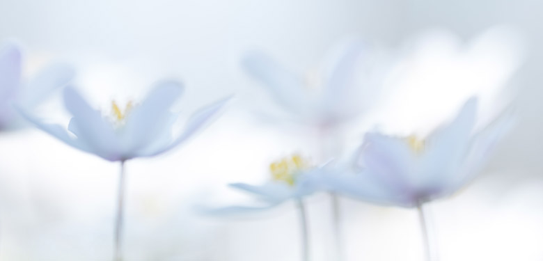 Bosanemonen (Anemone nemorosa) schilderachtig vastgelegd