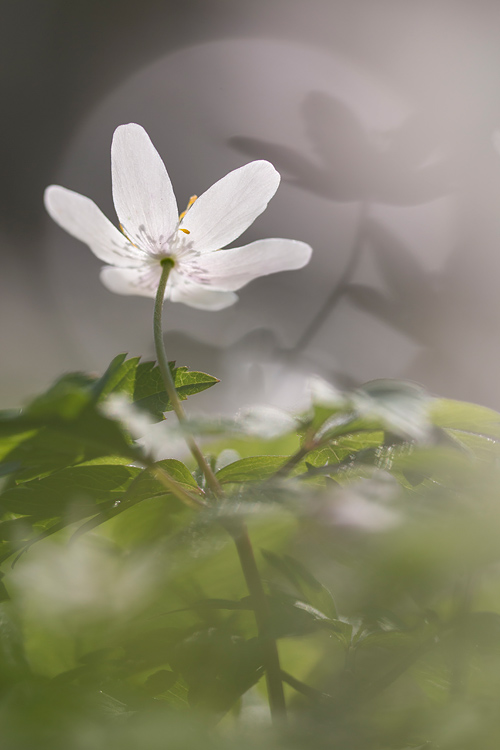 Bosanemoon, schaduw en bokeh