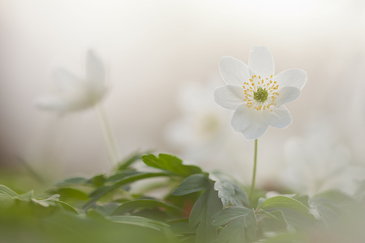 High-key Bosanemoon (Anemone nemorosa) 