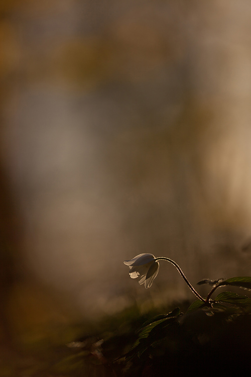 Bosanemoon (Anemone nemorosa) in tegenlicht met gesloten bloem