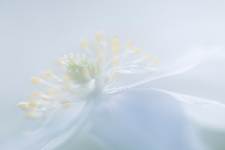 Soft-focus close-up van een Bosanemoon (Anemone nemorosa) 