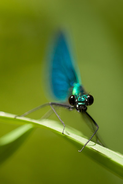 Bosbeekjuffer (Calopteryx virgo) 