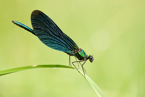 Bosbeekjuffer (Calopteryx virgo) mannetje