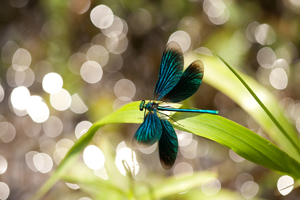 Bosbeekjuffer (Calopteryx virgo) 