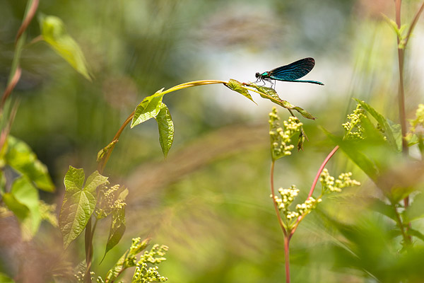 Bosbeekjuffer (Calopteryx virgo) 