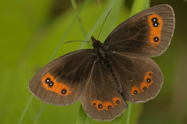 Boserebia (Erebia ligea) 