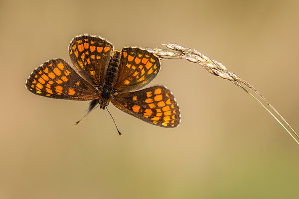 Bosparelmoervlinder (Melitaea athalia) met gespreidde vleugels