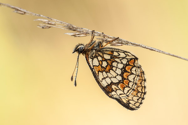 Slapende bosparelmoervlinder (Melitaea athalia) onder de dauw