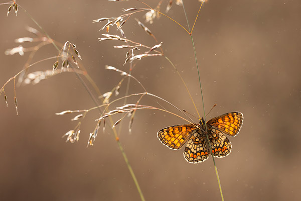 Bosparelmoervlinder (Melitaea athalia) met gespreidde vleugels en tegenlicht