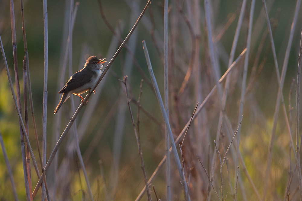 Zingende bosrietzanger (Acrocephalus palustris) in het struweel