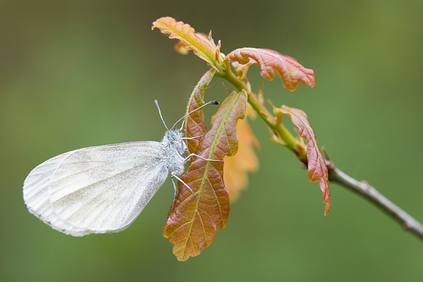 Boswitje (Leptidea sinapis) op jong eikenblad