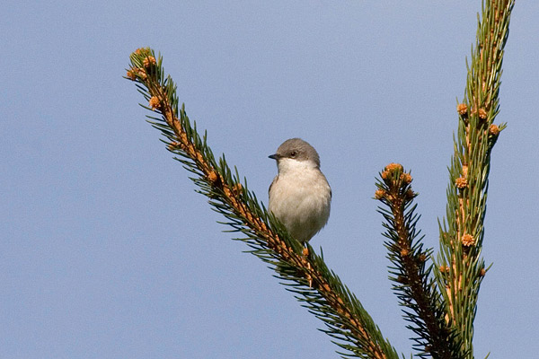 Braamsluiper (Sylvia curruca) 