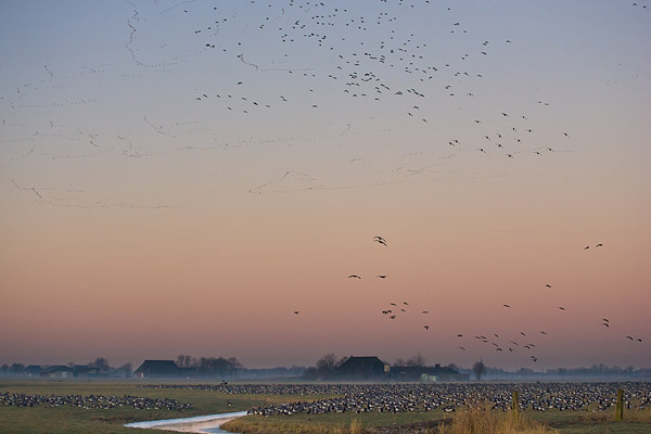 Enorme groepen brandganzen in het Lauwersmeer