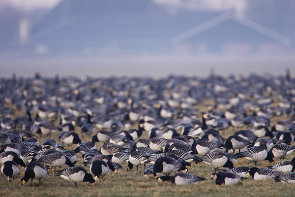 Grazende branganzen in het lauwersmeer