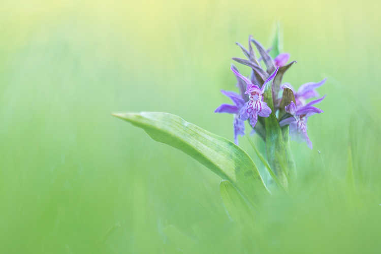 Brede orchissen in tegenlicht