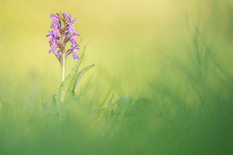 Brede orchis (Dactylorhiza majalis) in natuurlijke omlijsting van groen