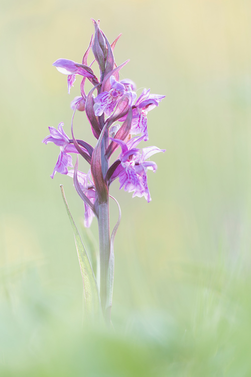 Brede orchis (Dactylorhiza majalis) 