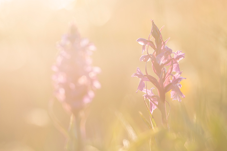 Brede orchissen in tegenlicht