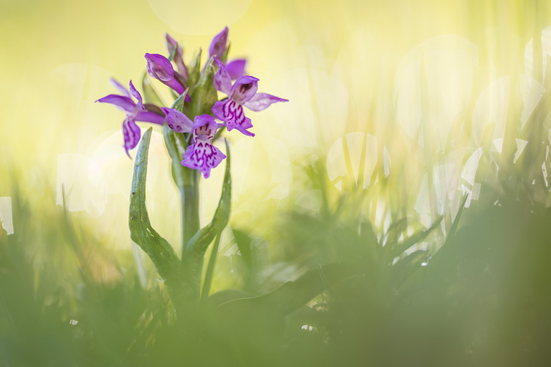 Brede orchis (Dactylorhiza majalis) 