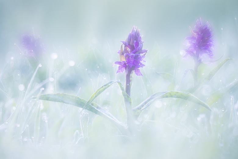 Brede orchis (Dactylorhiza majalis) met dauw bij zonsopkomst.