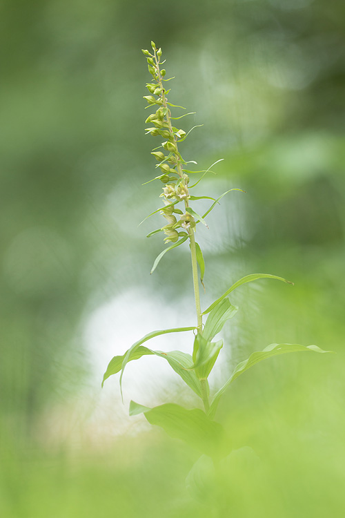 Brede wespenorchis (Epipactis helleborine) en bokeh