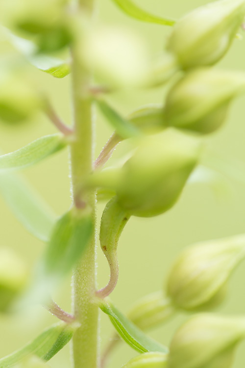 Knoppen van de Brede wespenorchis (Epipactis helleborine) 