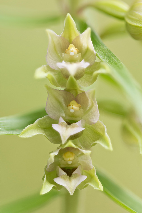 Brede wespenorchis (Epipactis helleborine) close-up van de bloemen